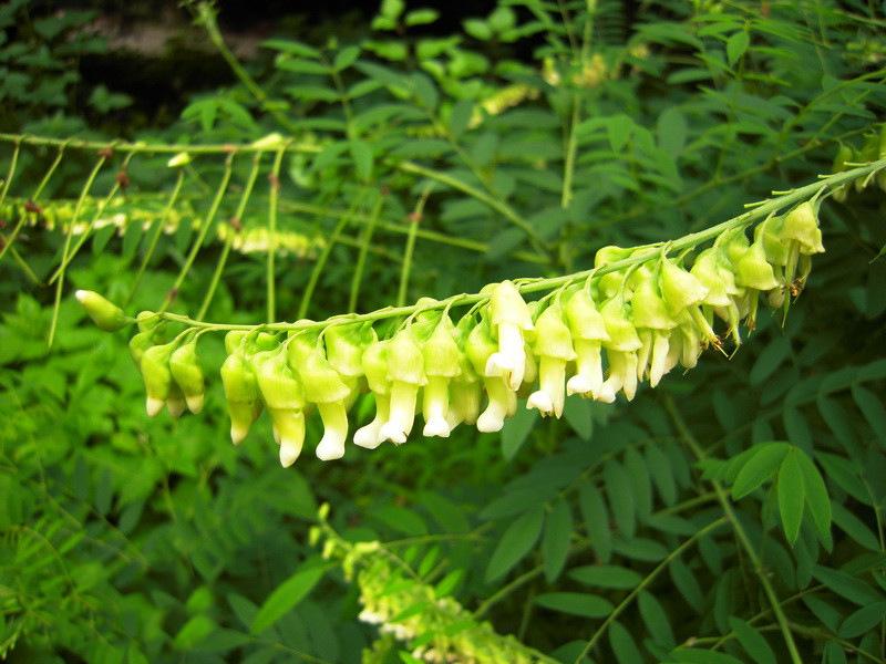 解毒草药图片大全图片